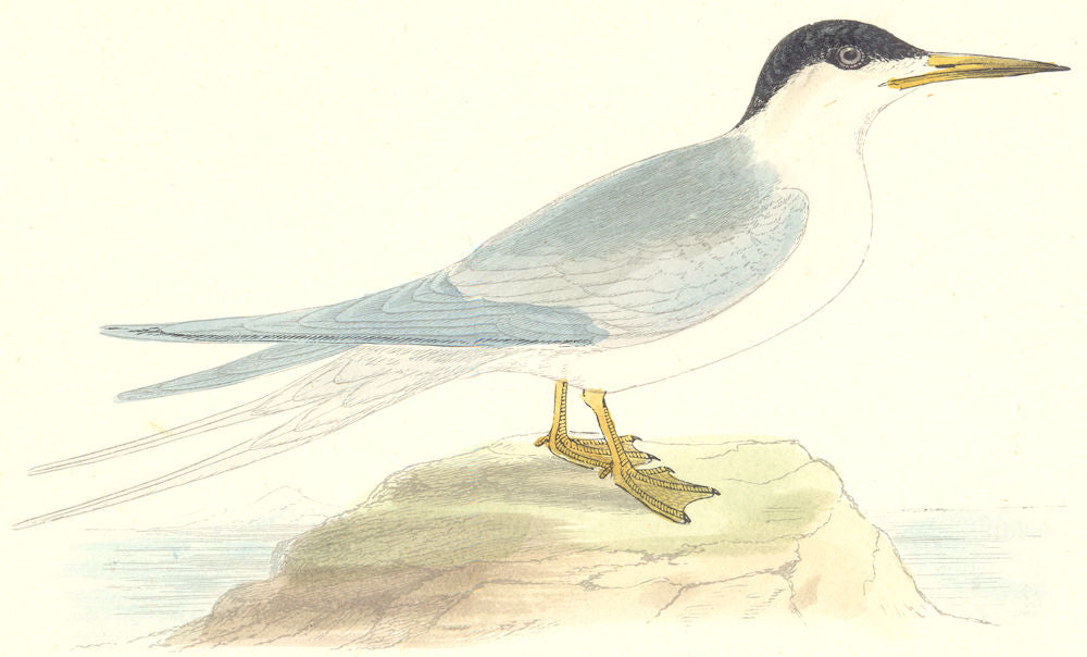 BIRDS. Roseate Tern. Found in Europe. USA. Africa. Asia (Morris) 1880 print